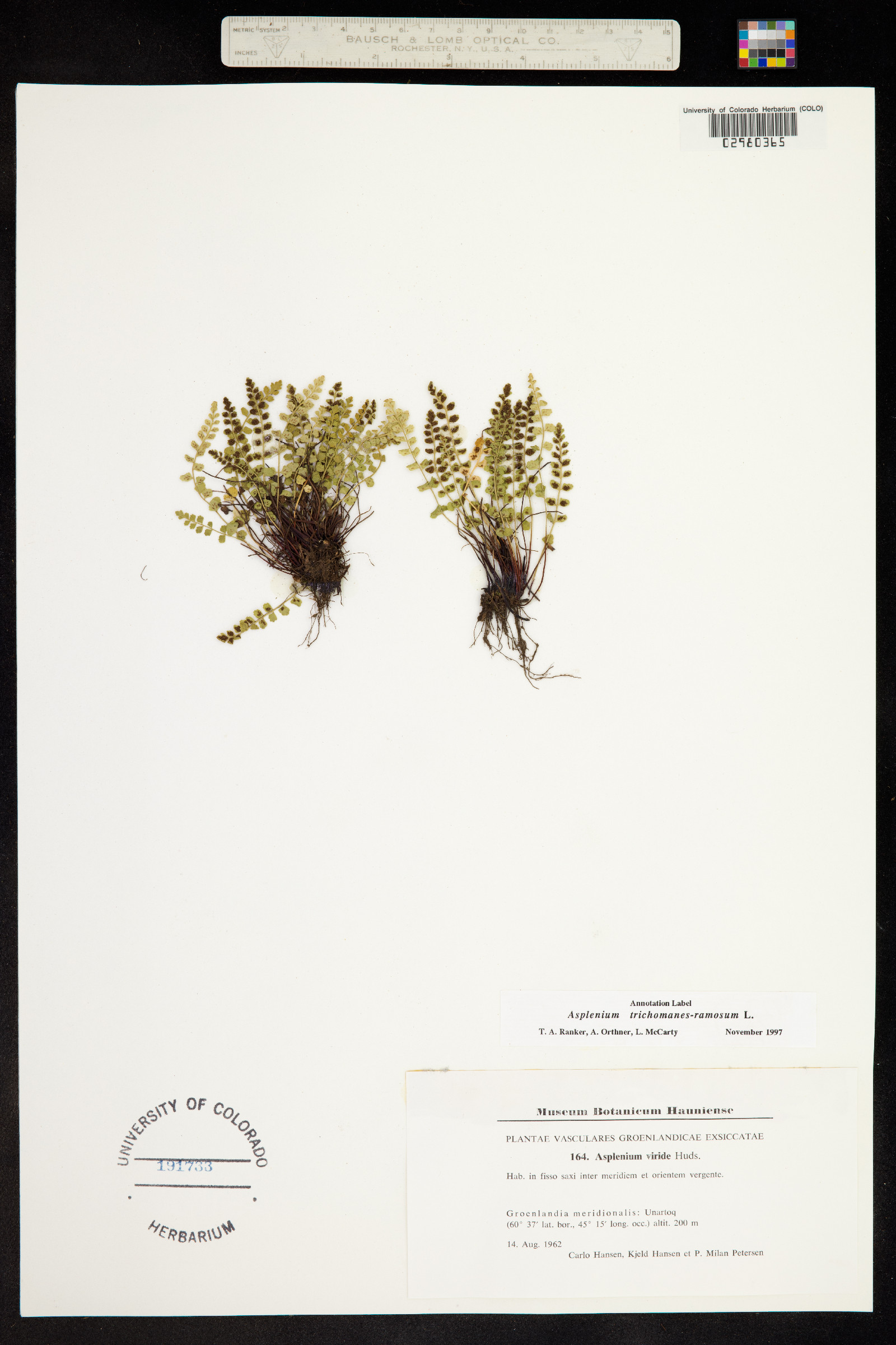 Asplenium trichomanes-ramosum image