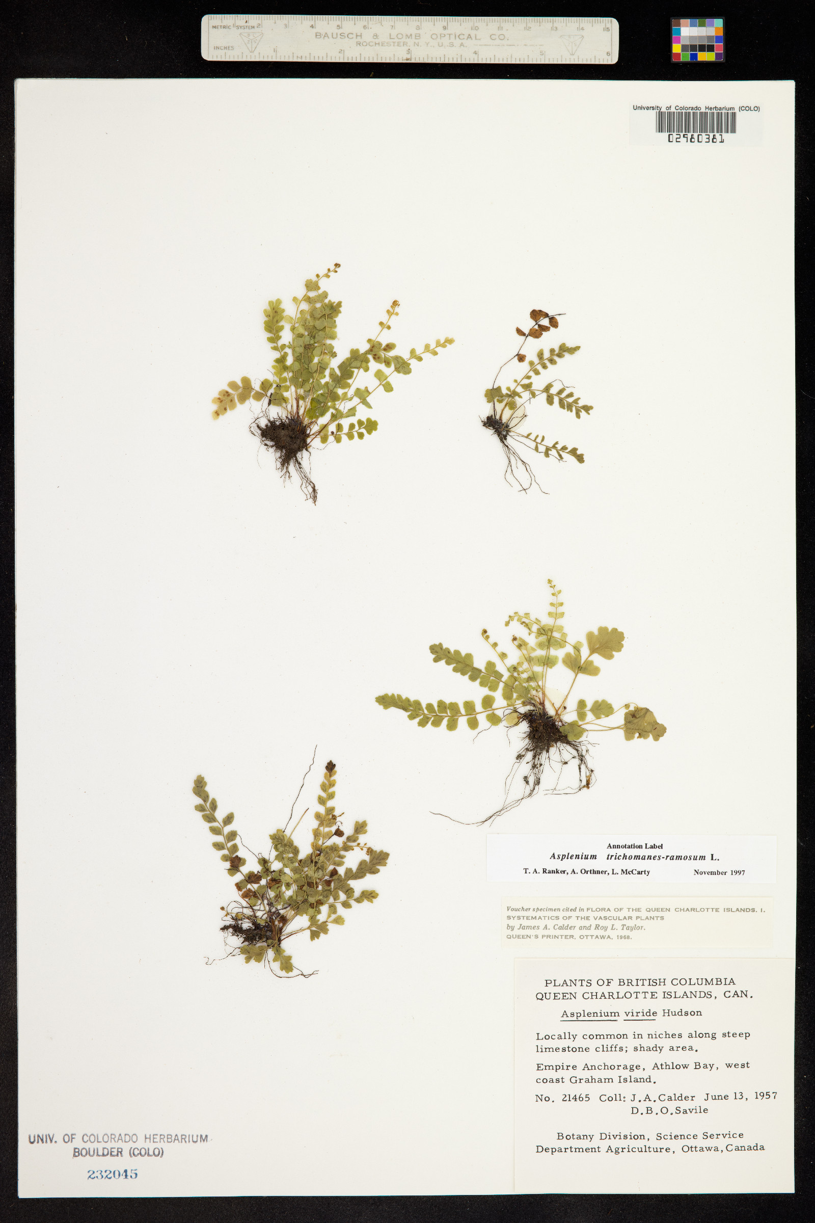 Asplenium trichomanes-ramosum image