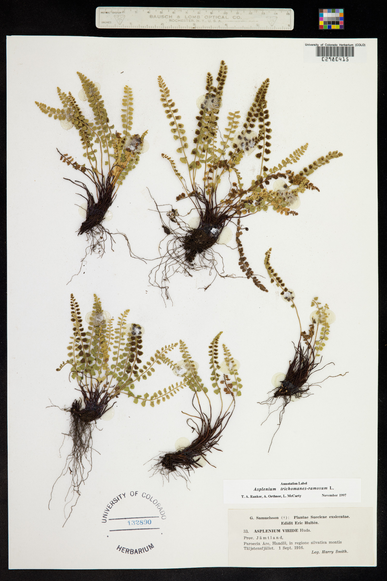 Asplenium trichomanes-ramosum image