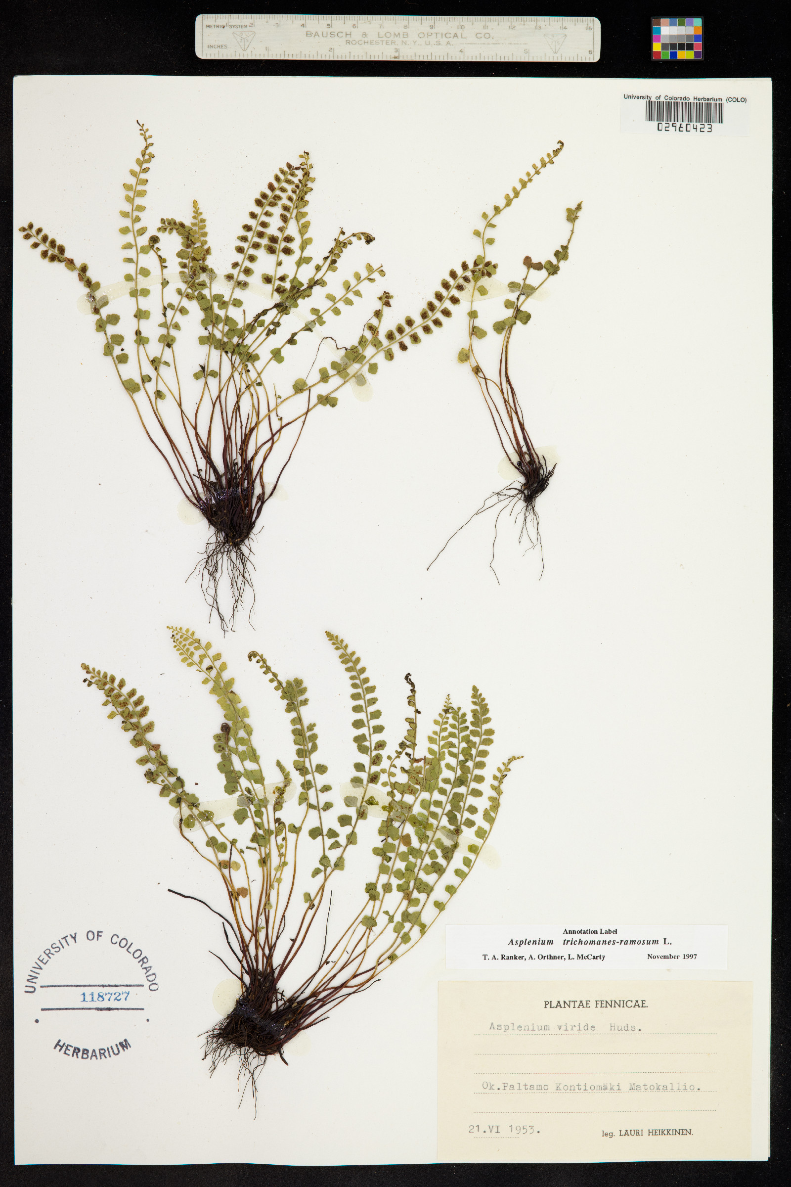 Asplenium trichomanes-ramosum image