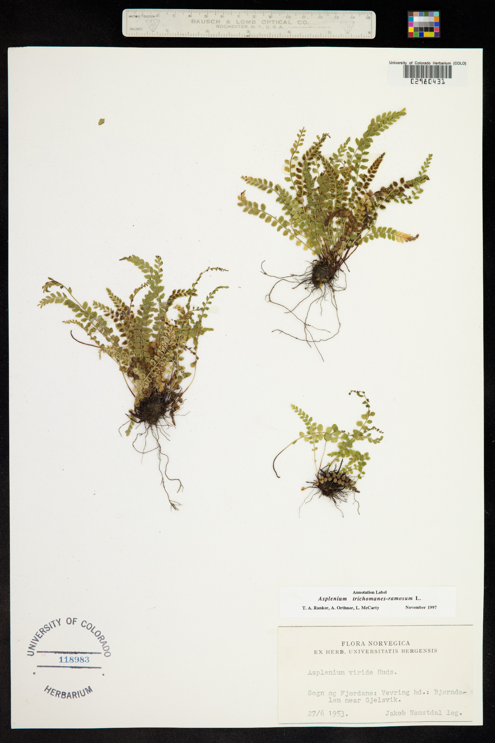 Asplenium trichomanes-ramosum image