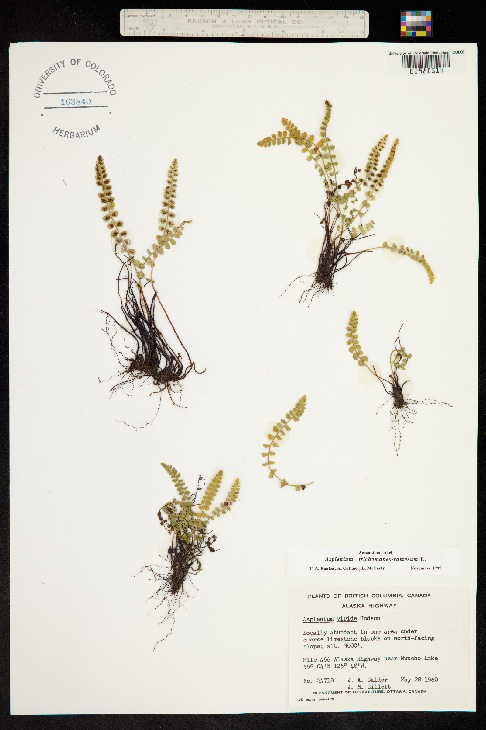 Asplenium trichomanes-ramosum image