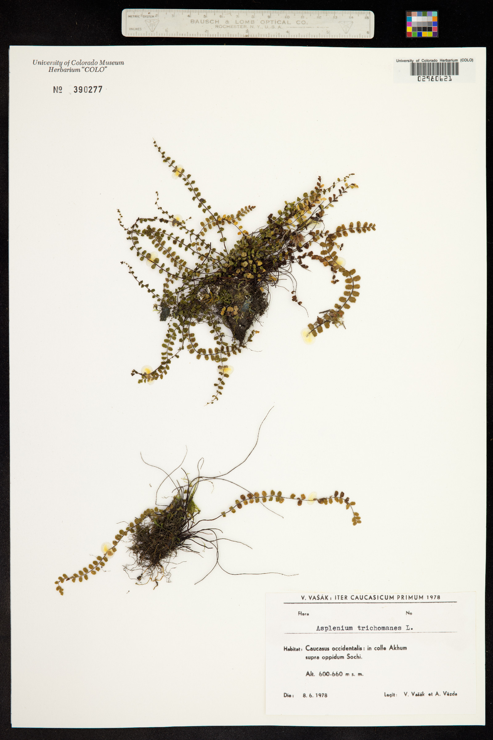 Asplenium trichomanes image