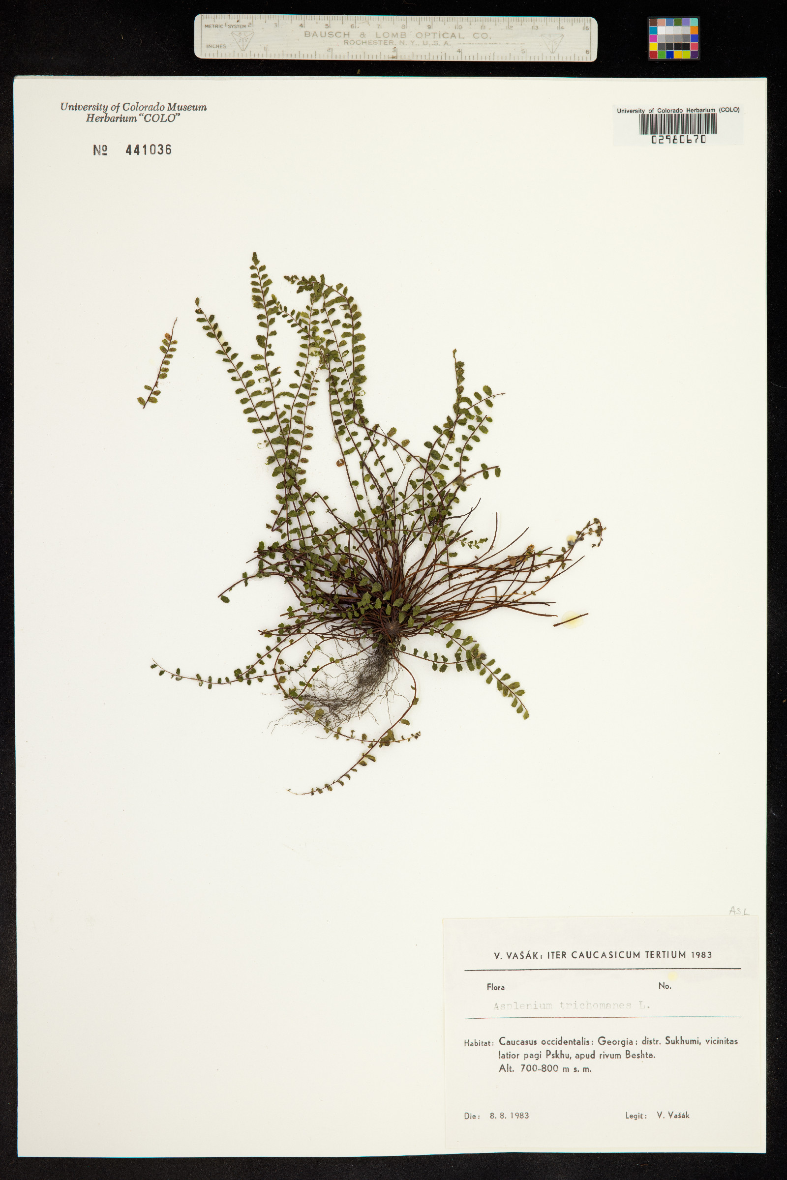 Asplenium trichomanes image