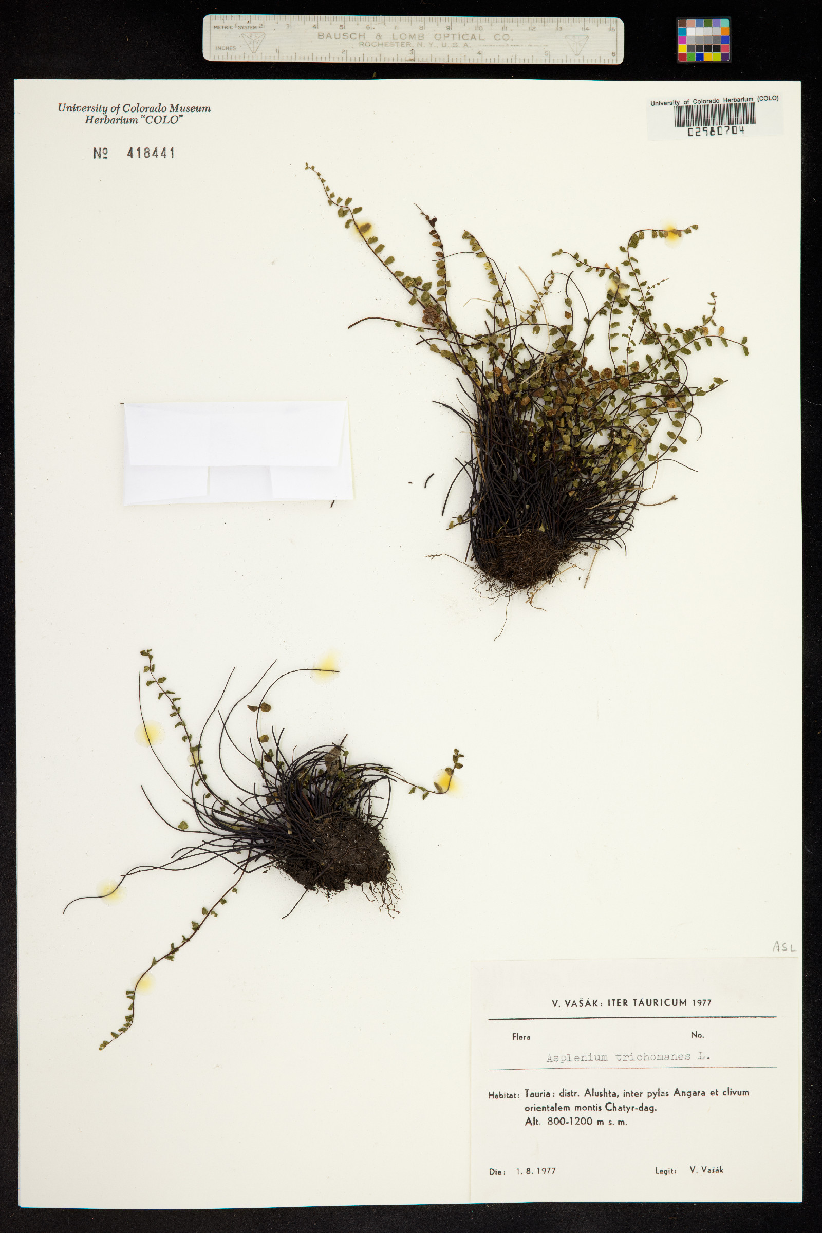 Asplenium trichomanes image