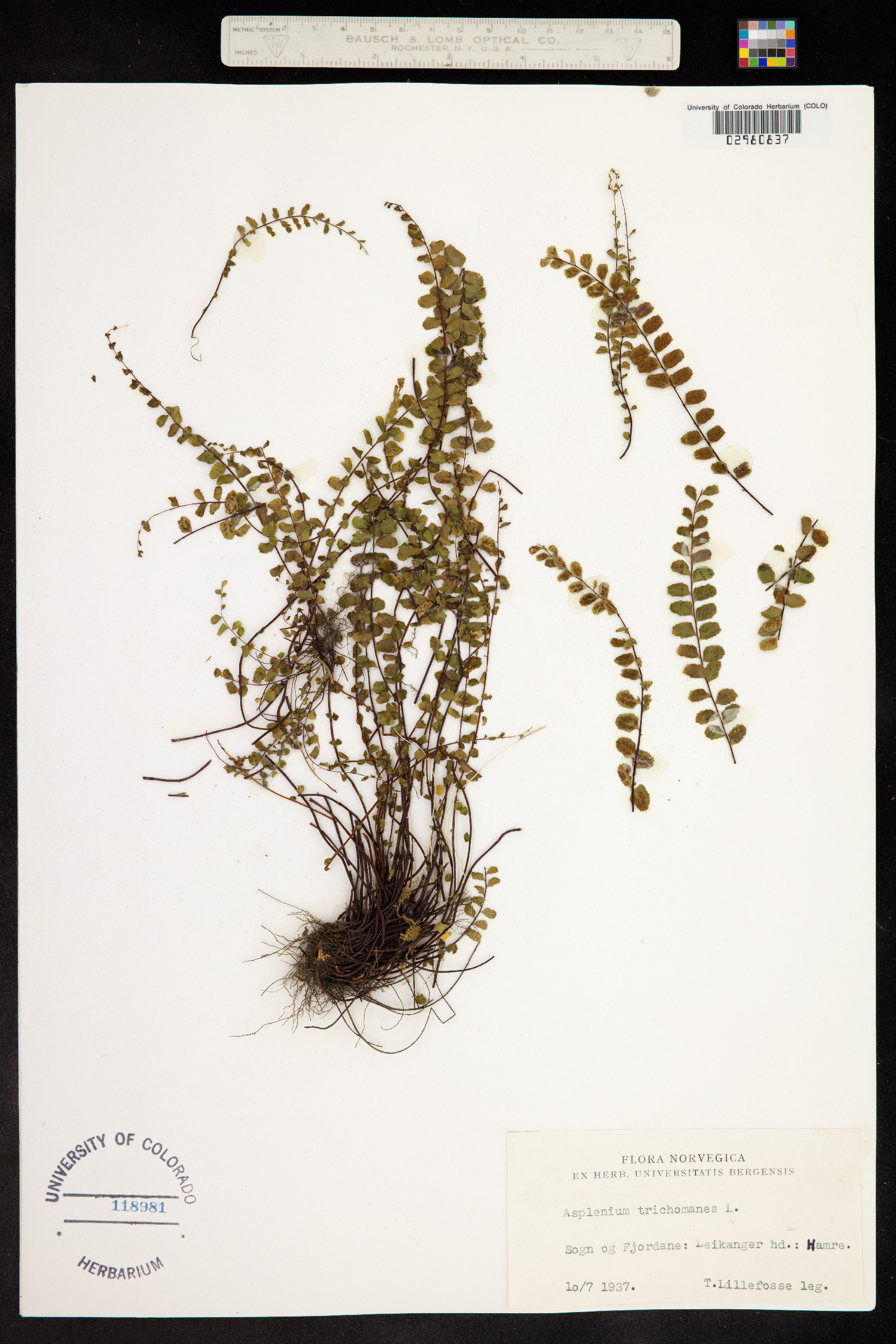 Asplenium image