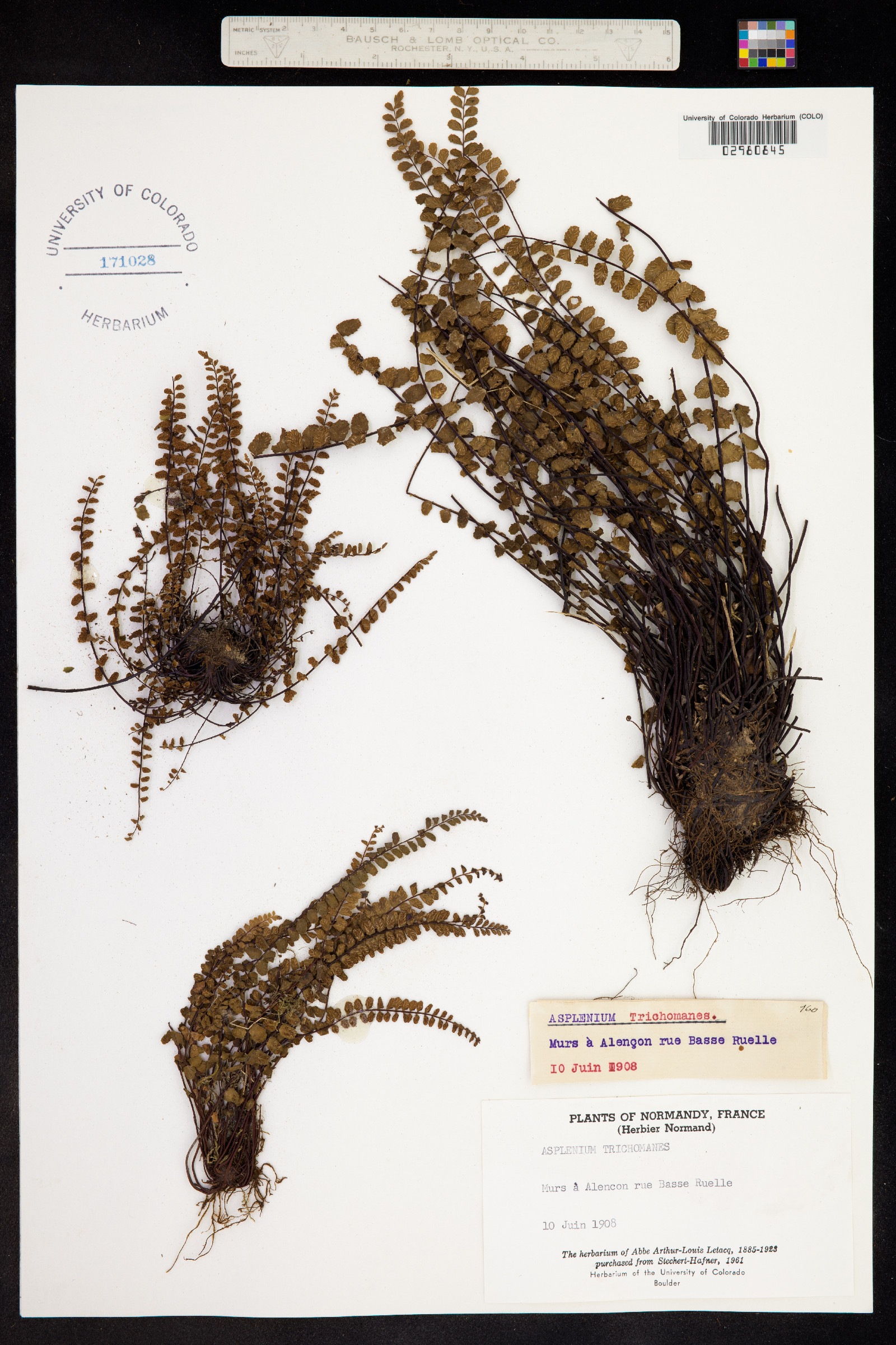 Asplenium trichomanes image