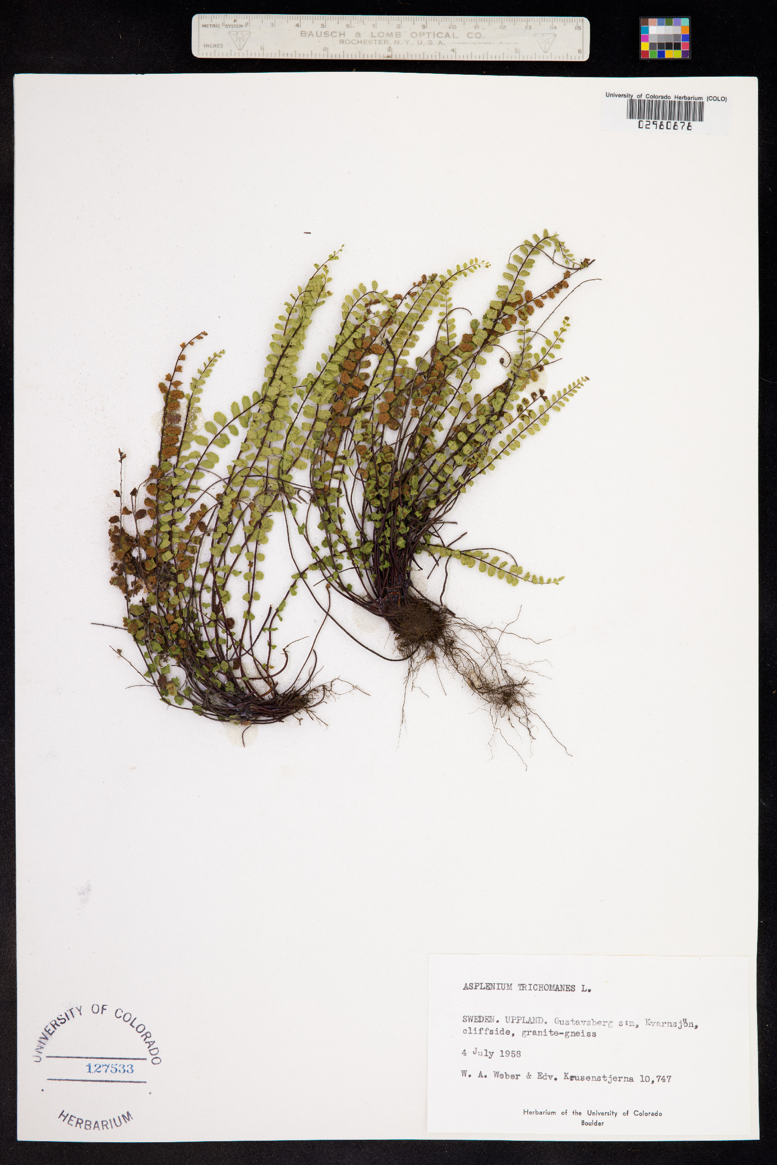 Asplenium trichomanes image