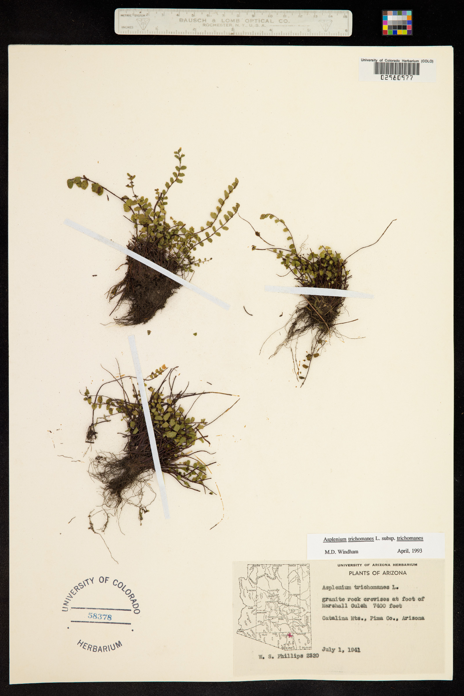 Asplenium trichomanes image