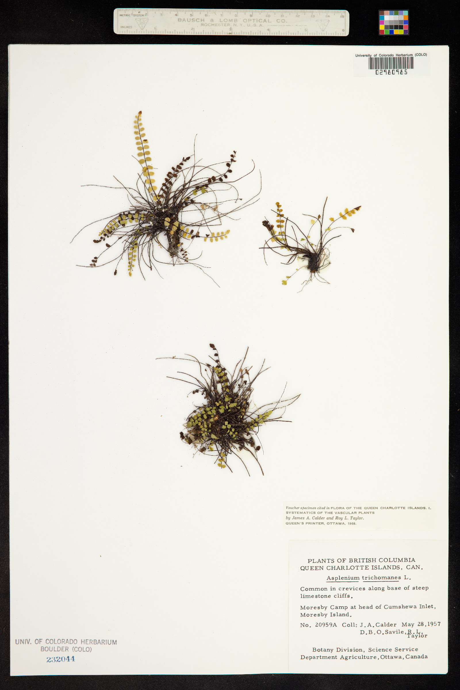 Asplenium trichomanes image