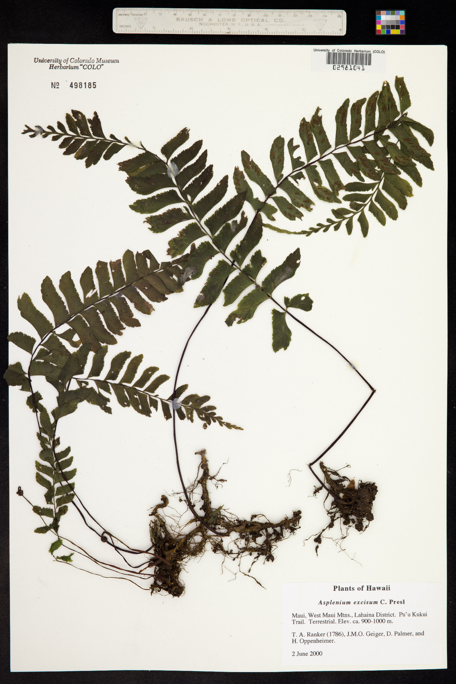 Asplenium excisum image