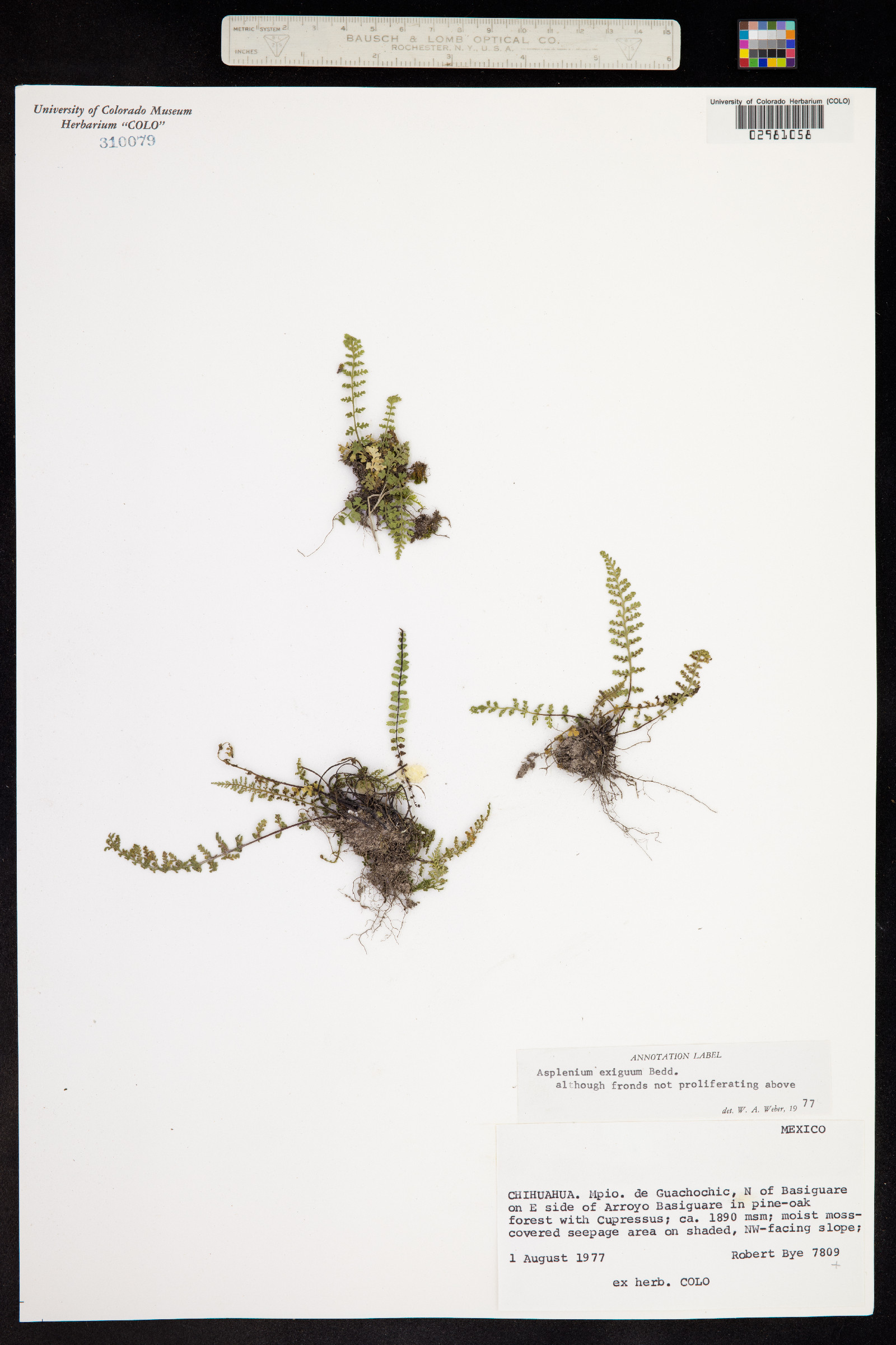 Asplenium exiguum image