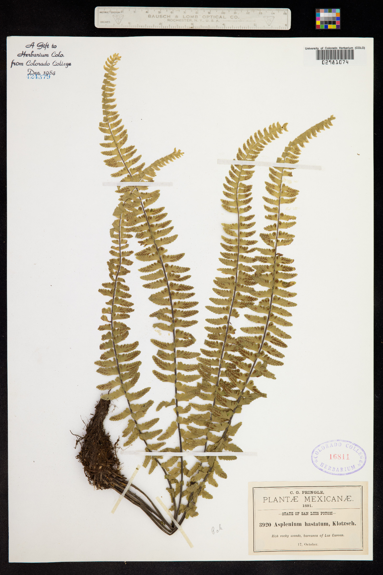 Asplenium hastatum image