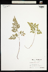 Asplenium cuneifolium image