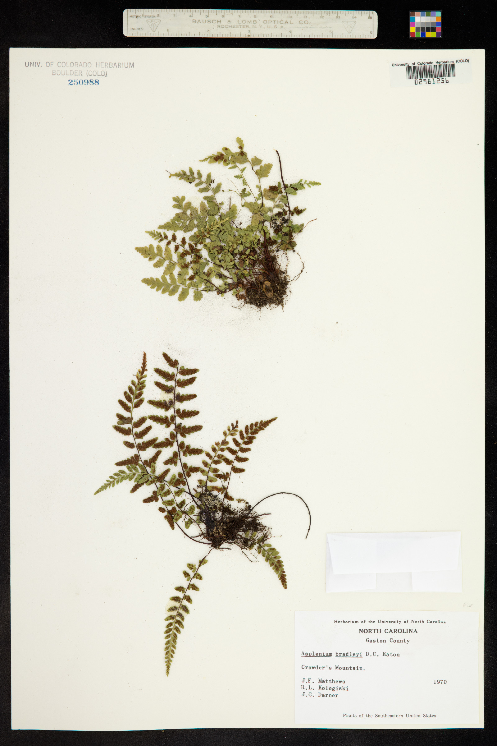 Asplenium bradleyi image