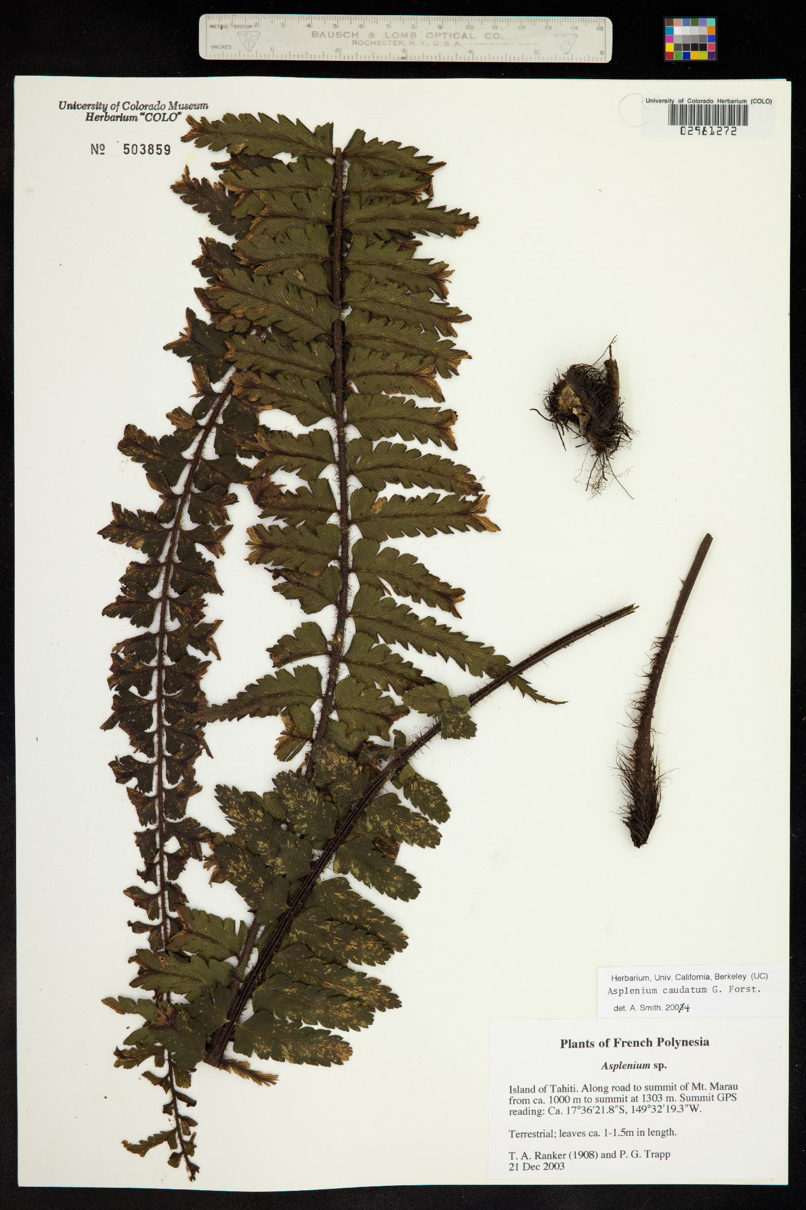 Asplenium caudatum image