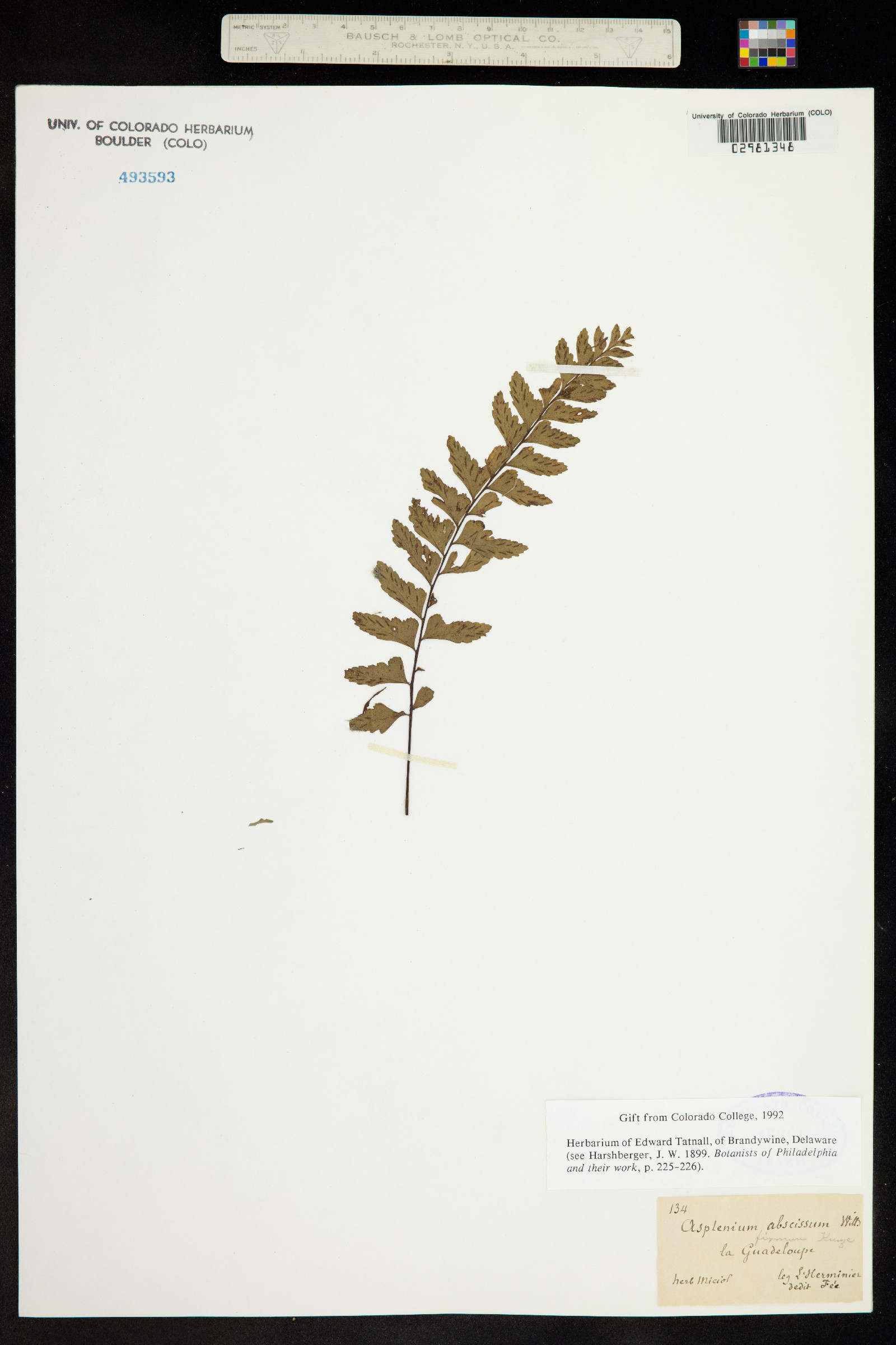 Asplenium abscissum image