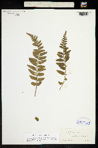 Asplenium alatum image