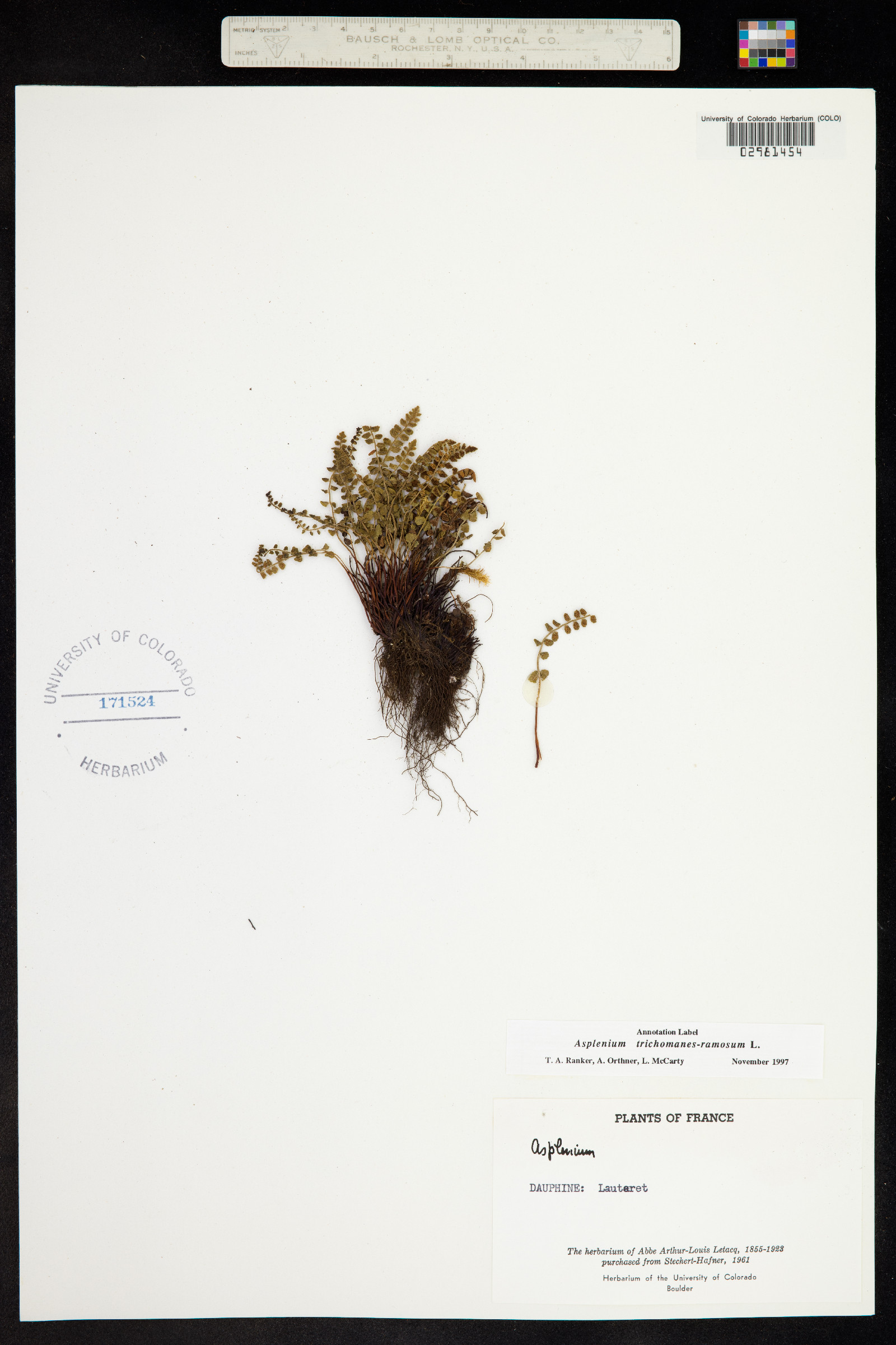 Asplenium trichomanes-ramosum image
