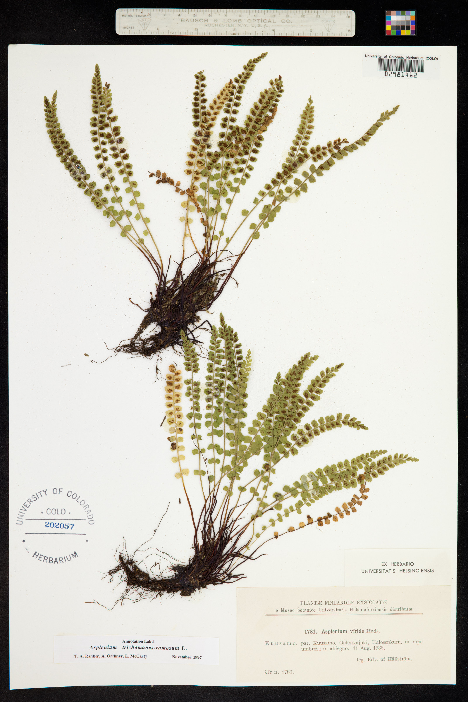 Asplenium trichomanes-ramosum image