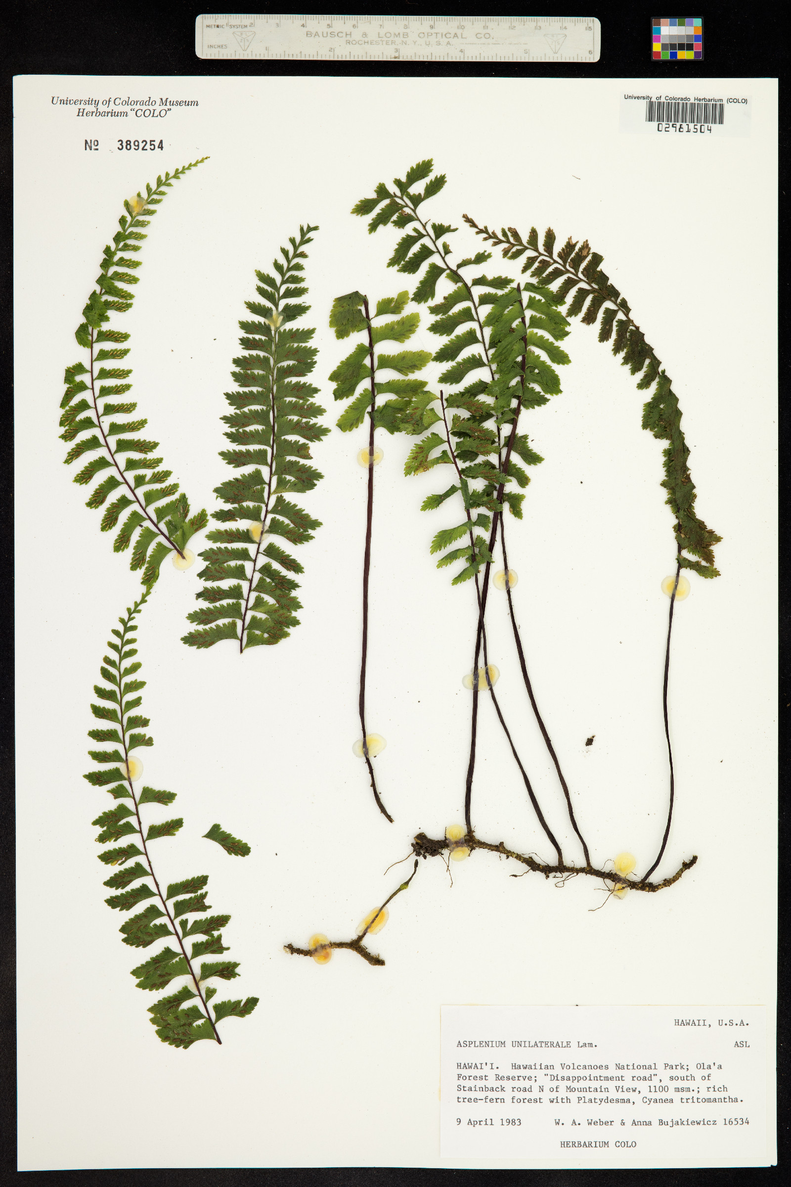 Asplenium unilaterale image