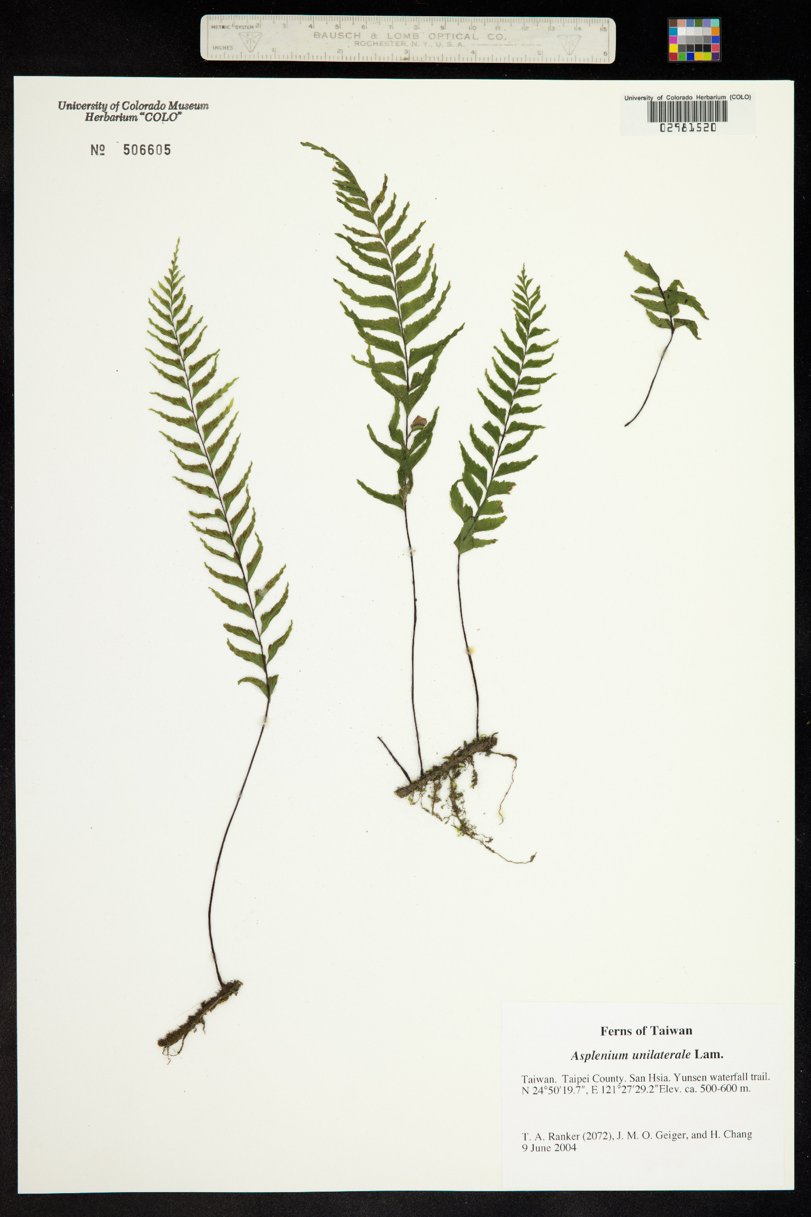 Asplenium unilaterale image