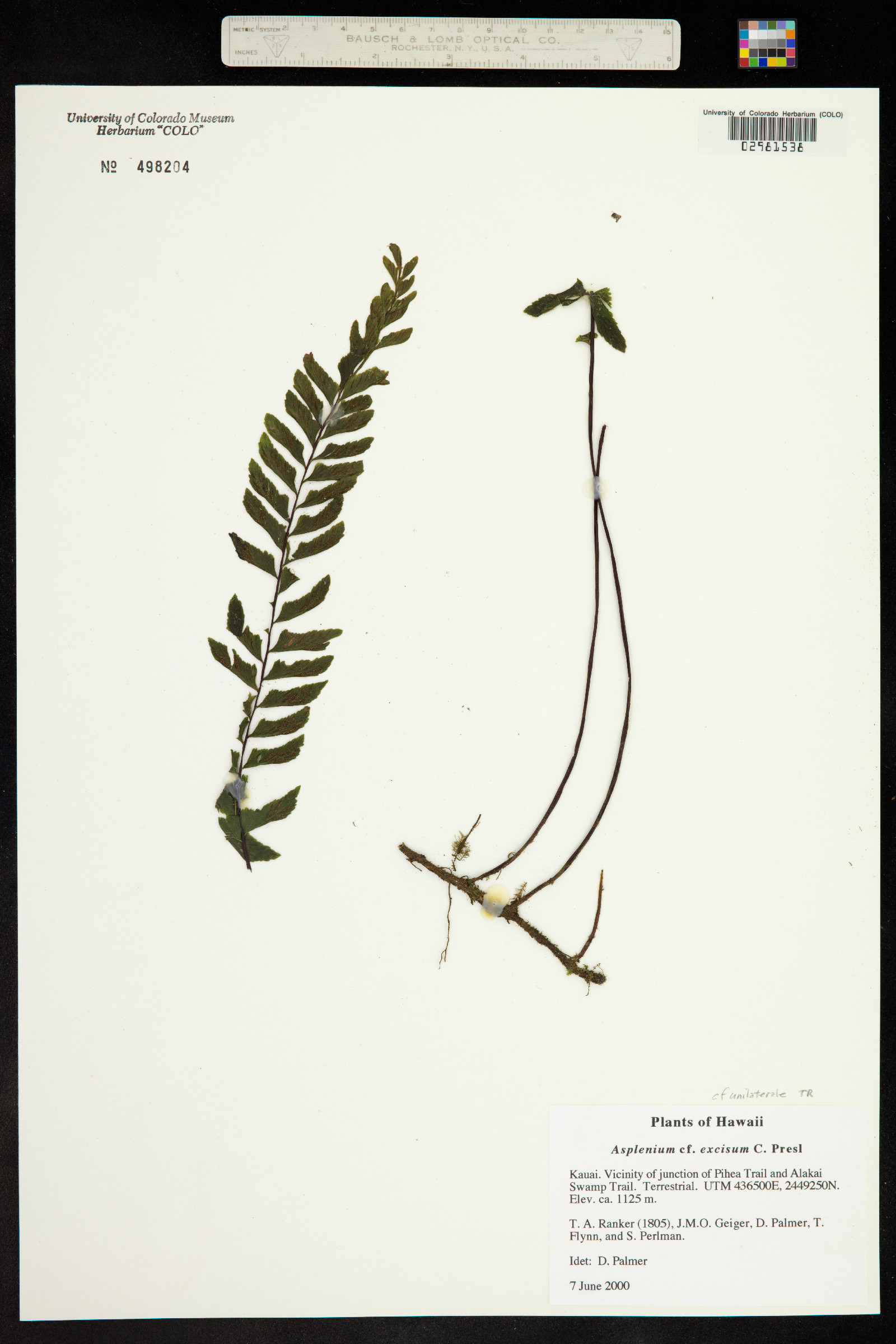 Asplenium unilaterale image