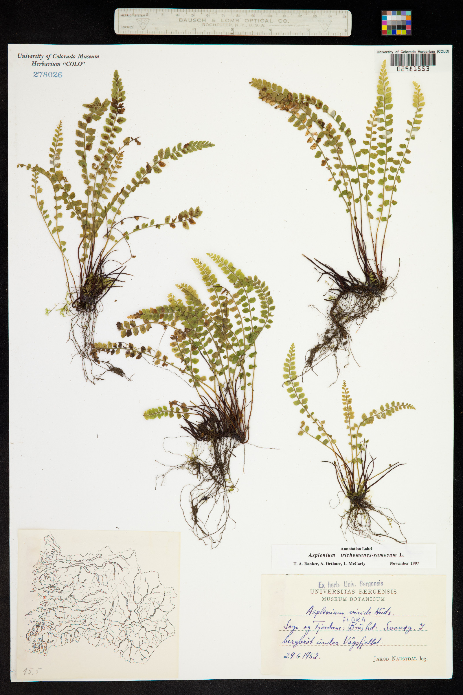 Asplenium trichomanes-ramosum image