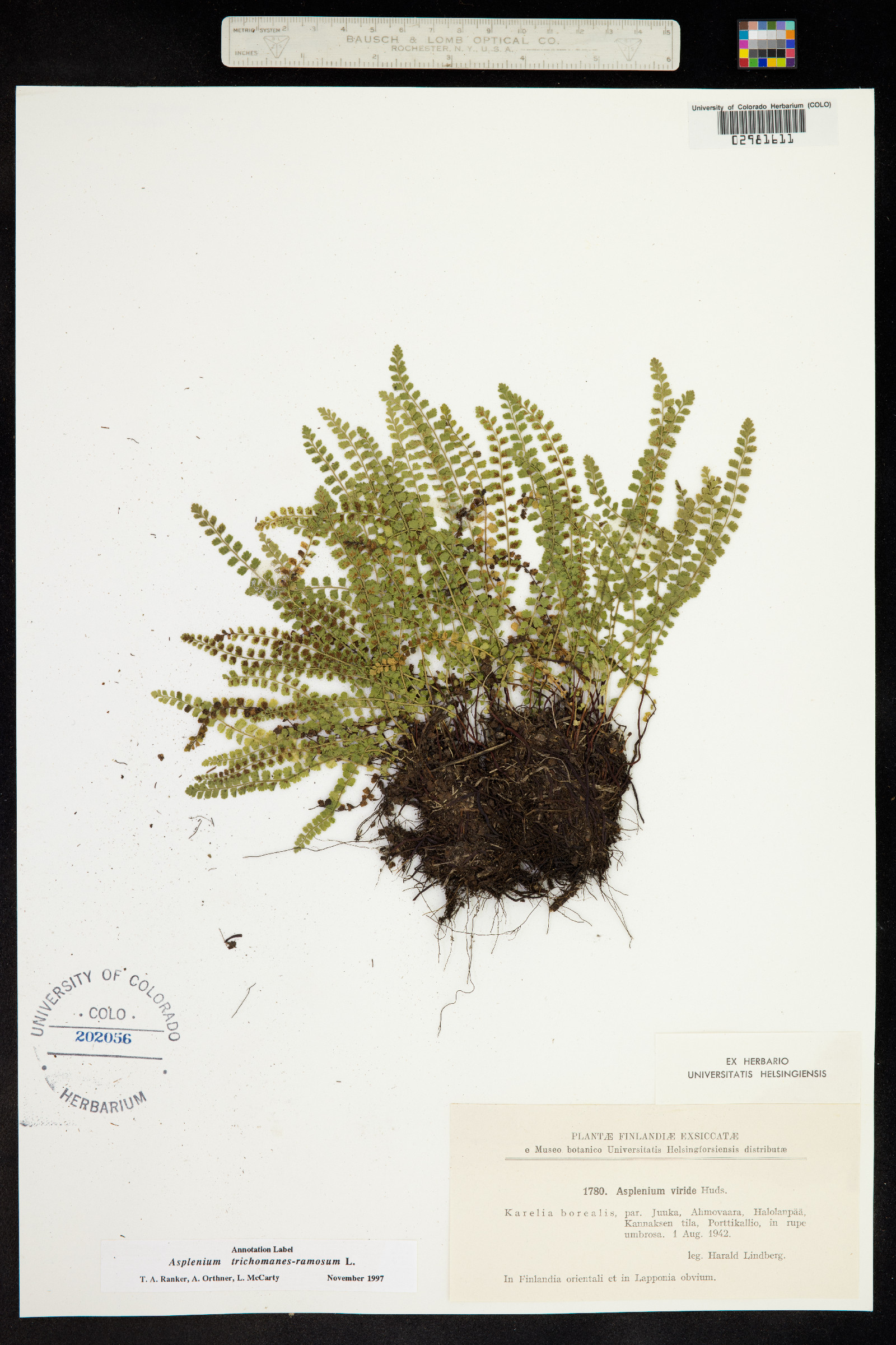 Asplenium trichomanes-ramosum image