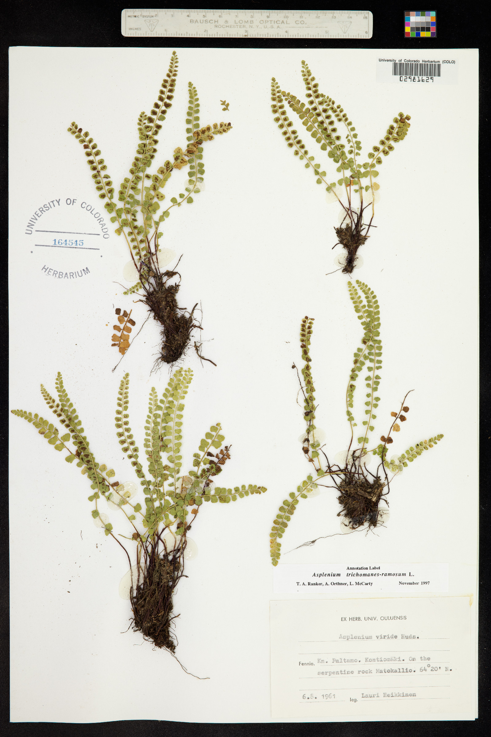 Asplenium image