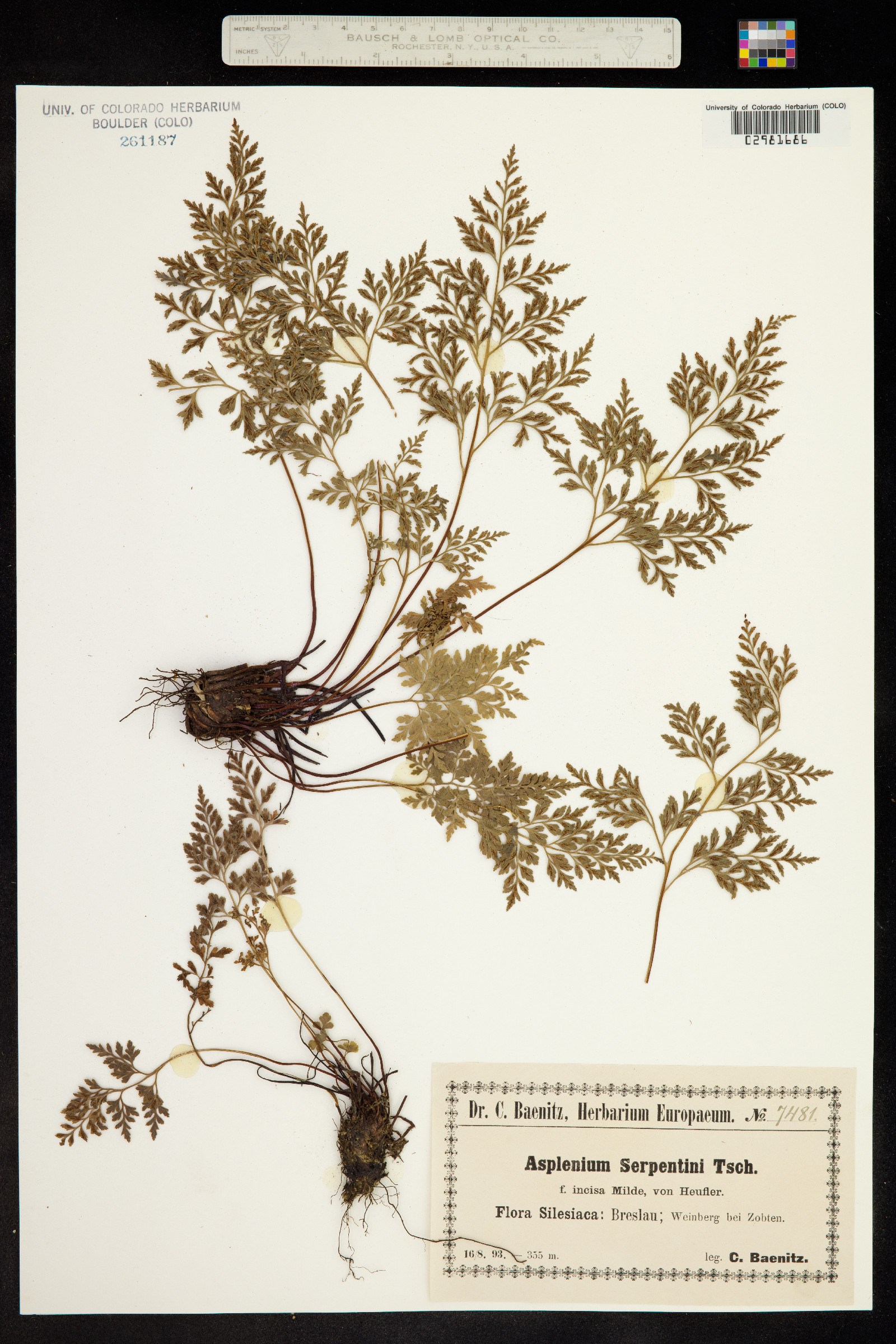 Asplenium cuneifolium image