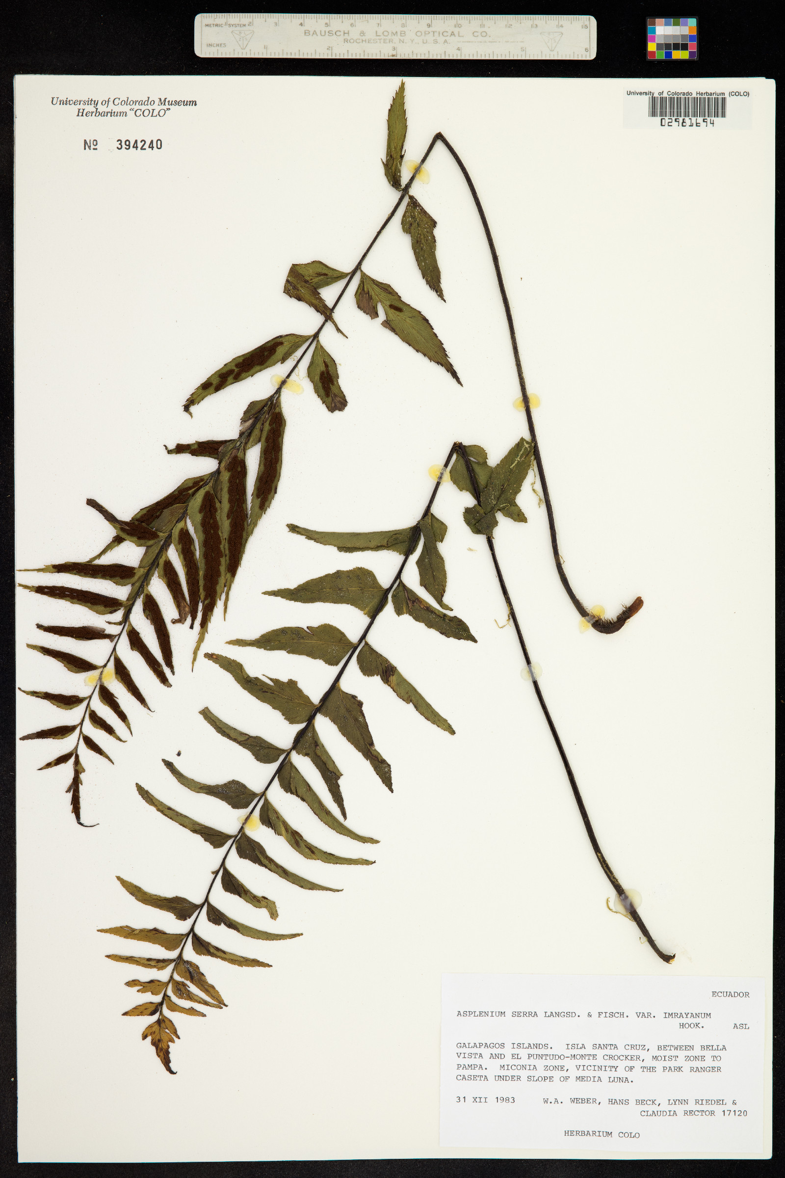 Asplenium serra image