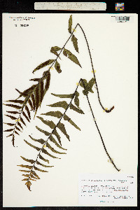 Image of Asplenium serra