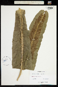 Image of Asplenium serratum
