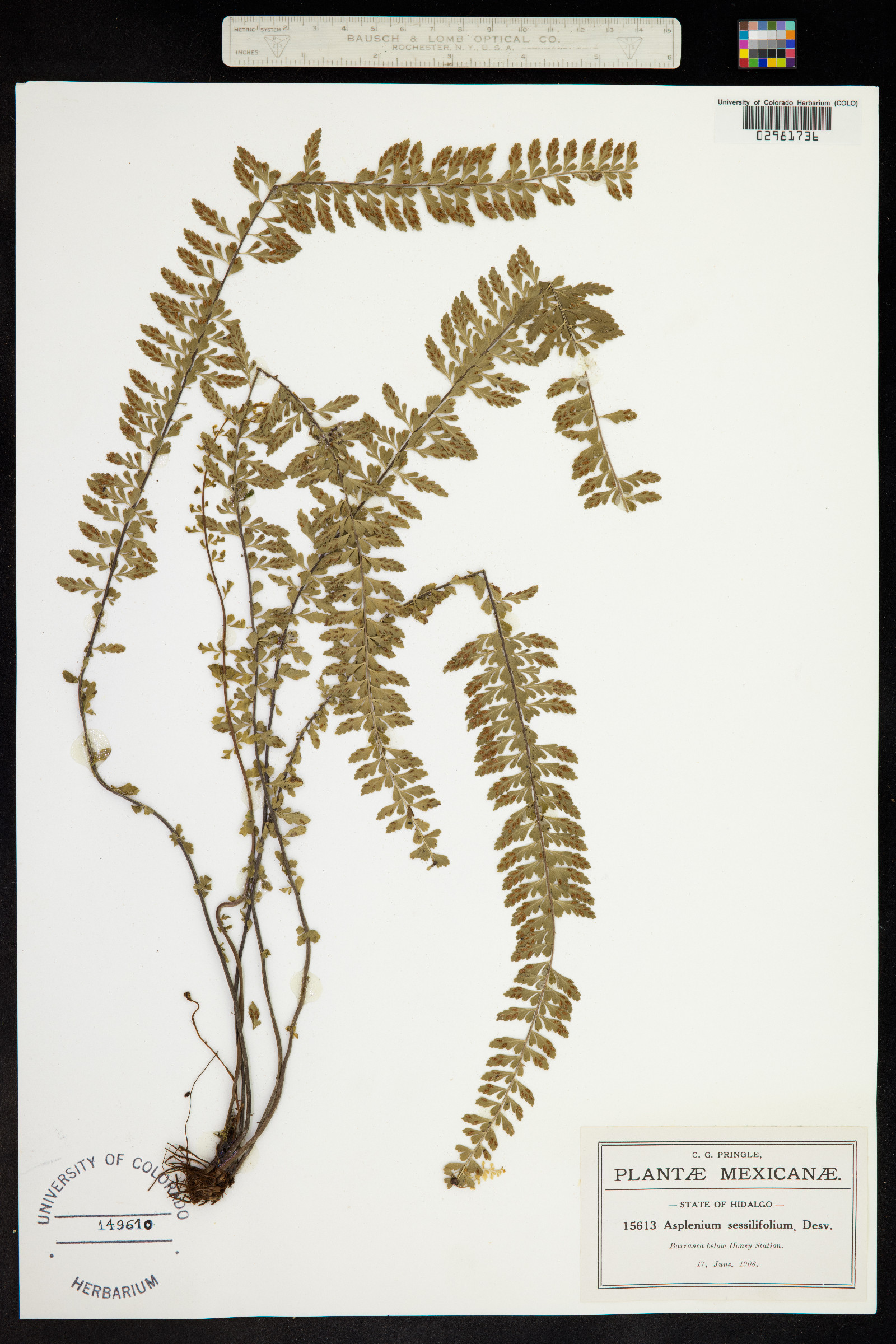 Asplenium sessilifolium image