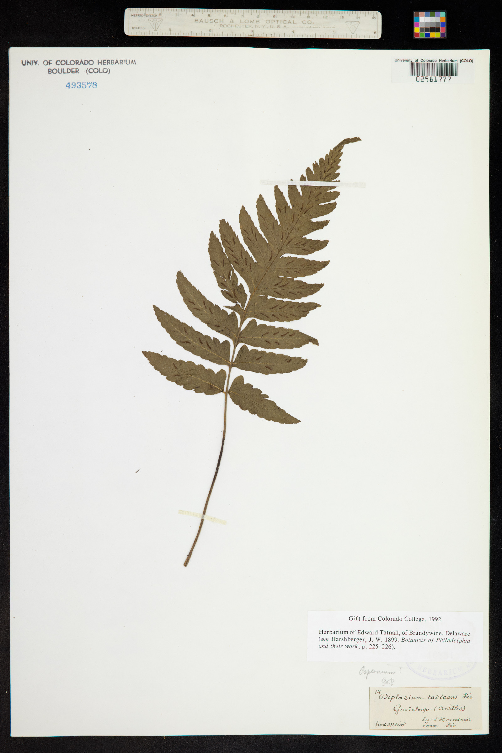 Asplenium radicans image