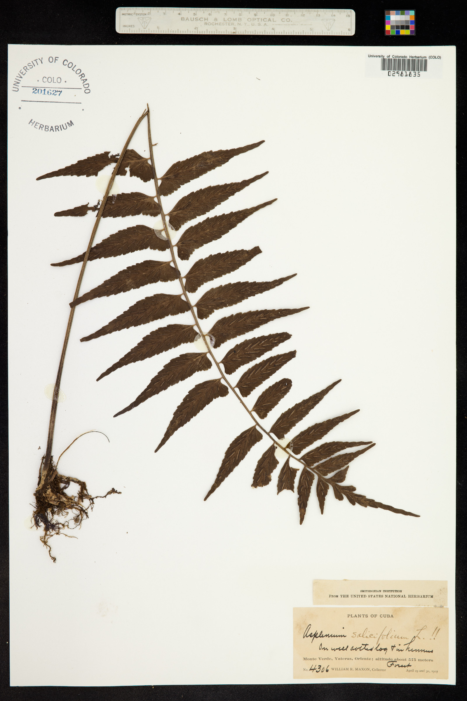 Asplenium salicifolium image