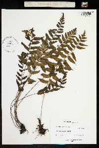 Image of Asplenium salicifolium