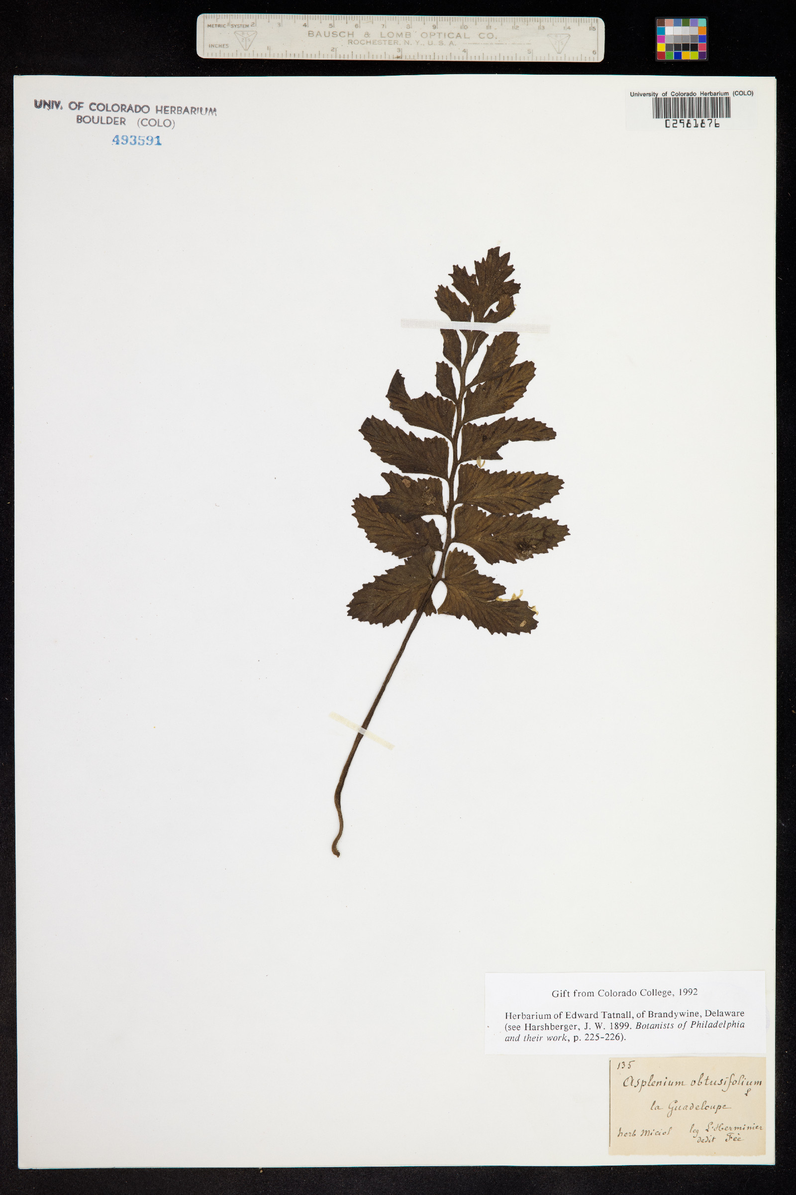 Asplenium obtusifolium image