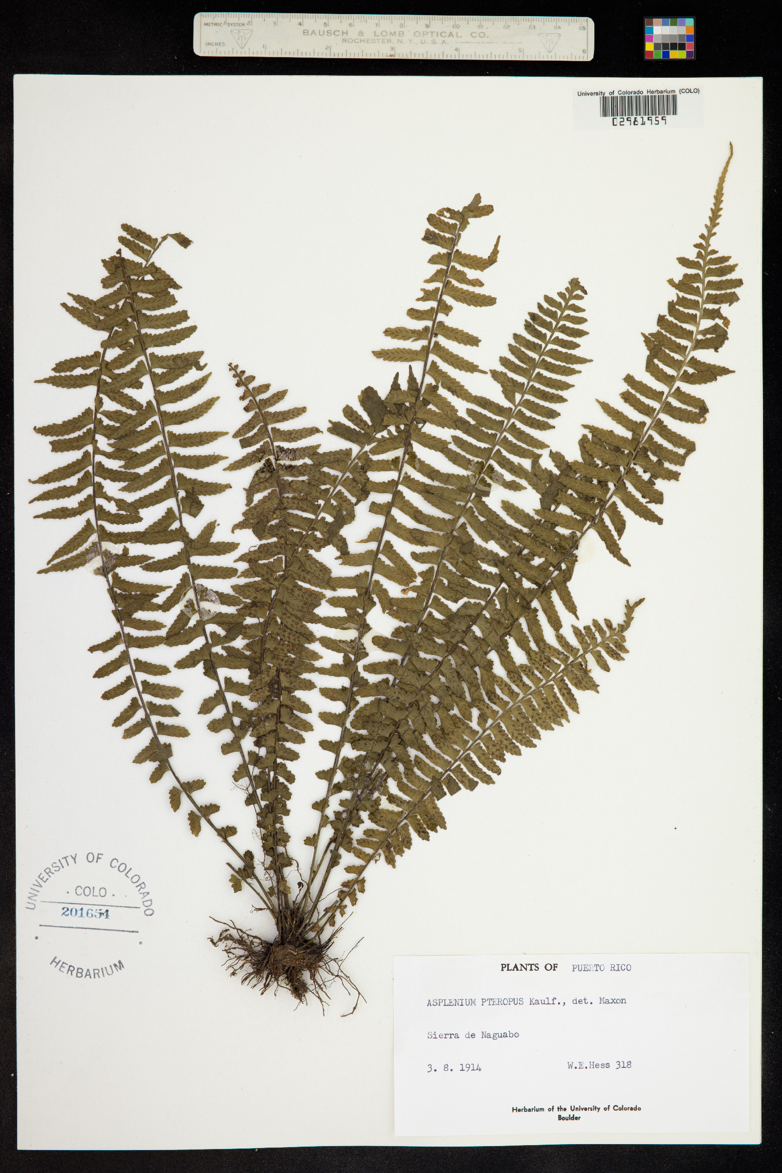 Asplenium pteropus image