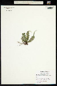 Image of Asplenium pteropus