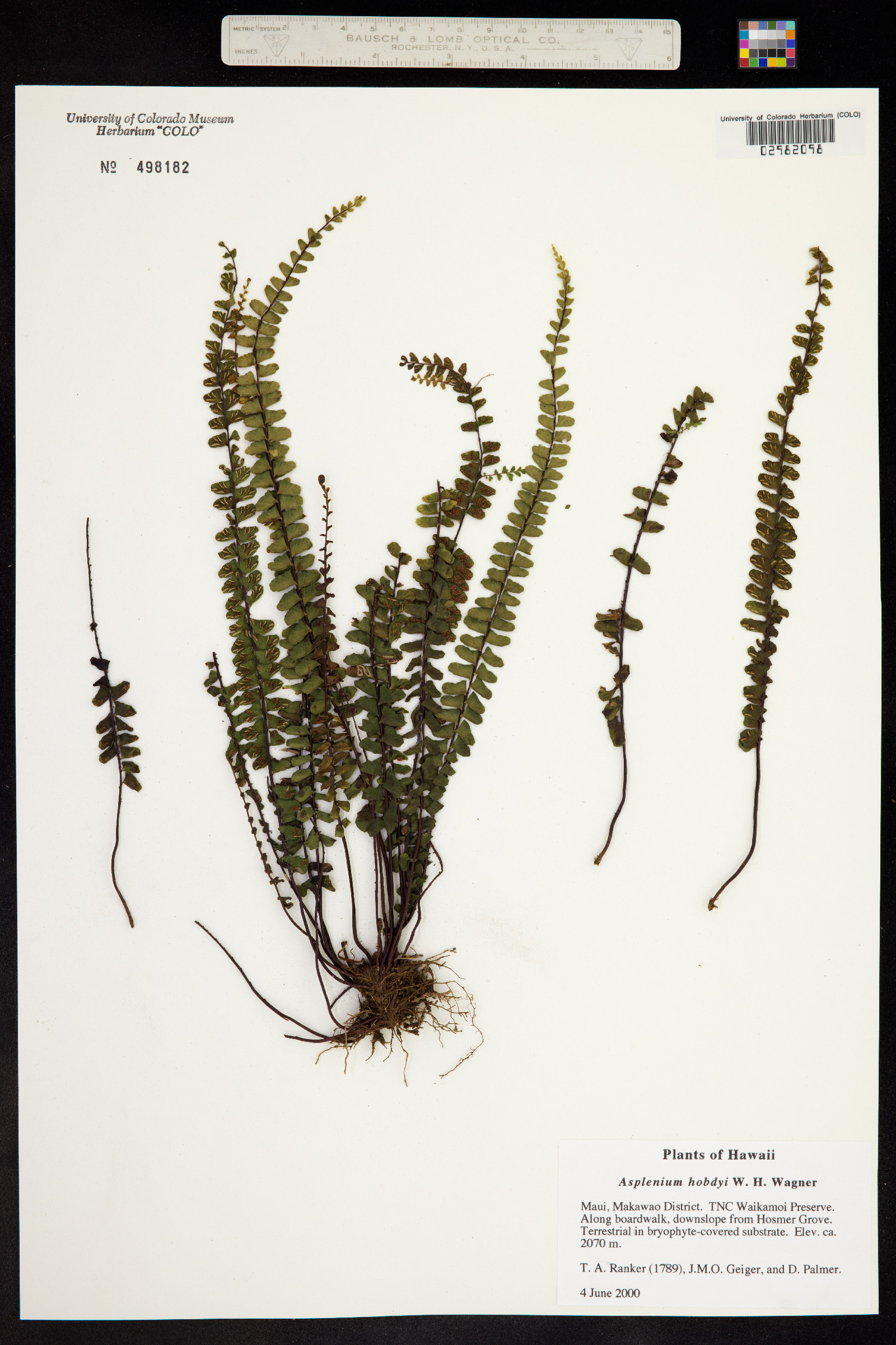 Asplenium hobdyi image