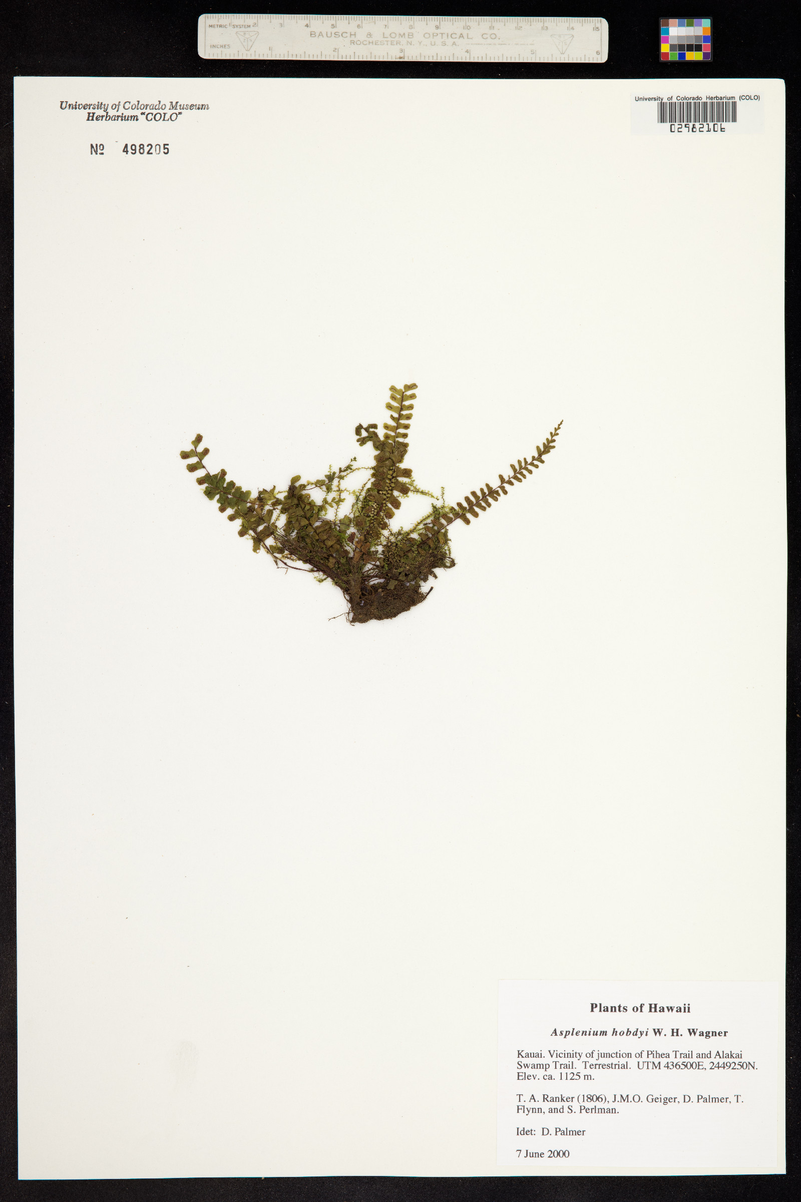 Asplenium hobdyi image