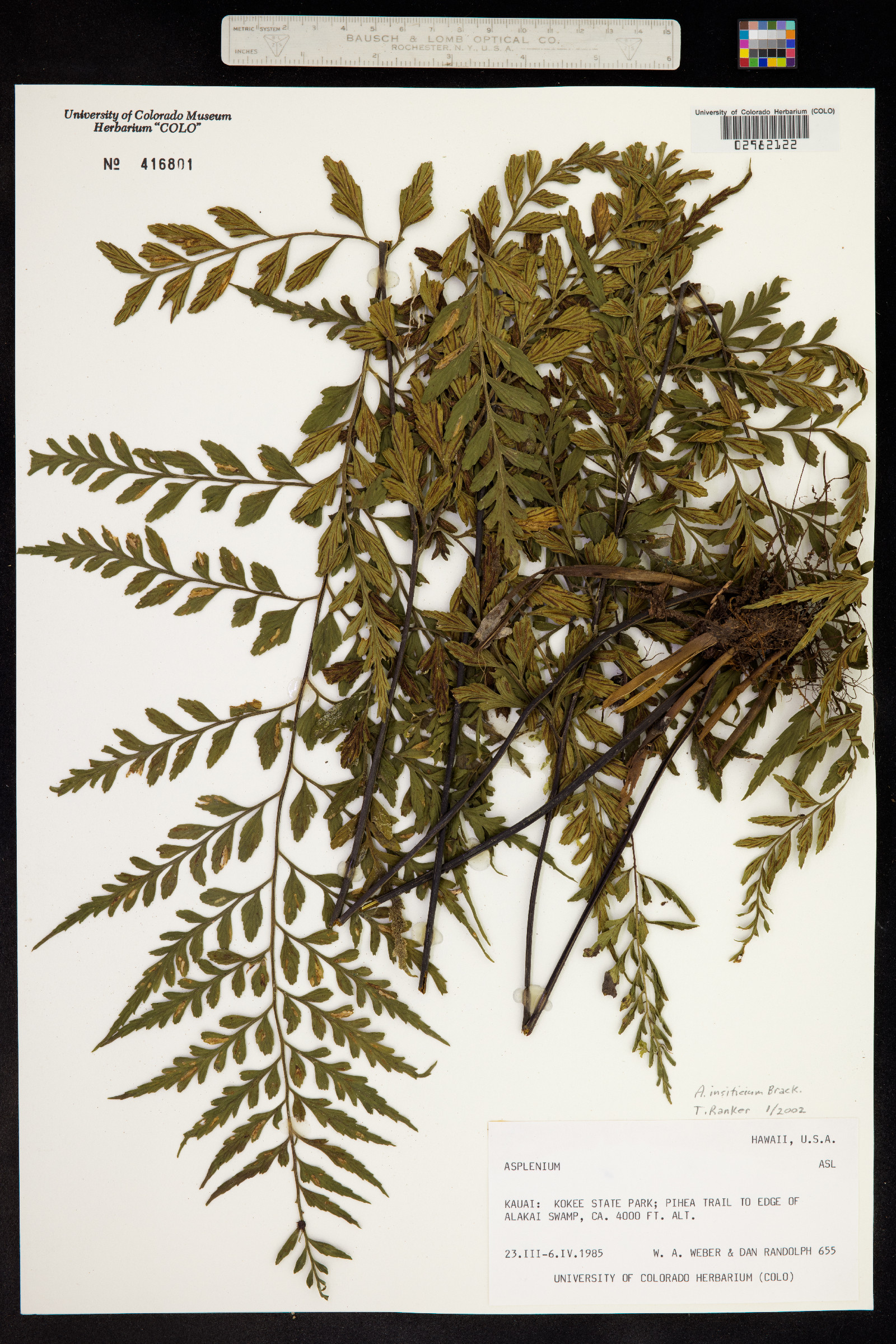 Asplenium insiticium image