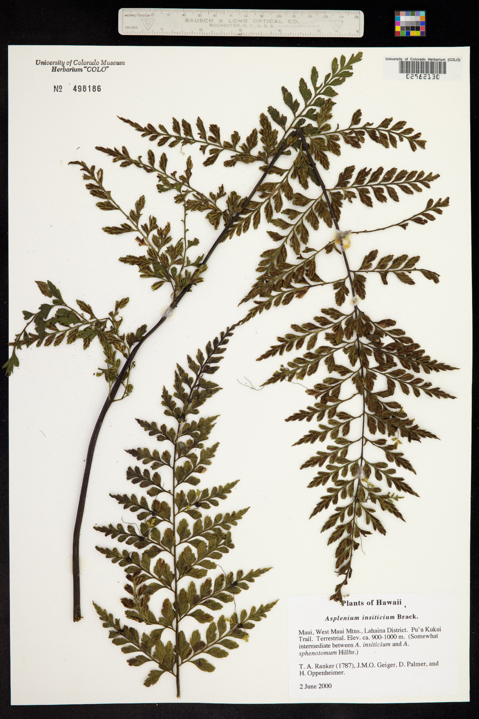 Asplenium insiticium image