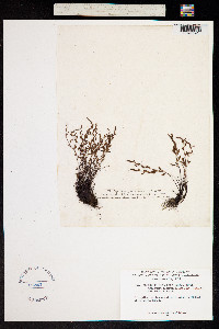 Asplenium alternifolium subsp. alternifolium image