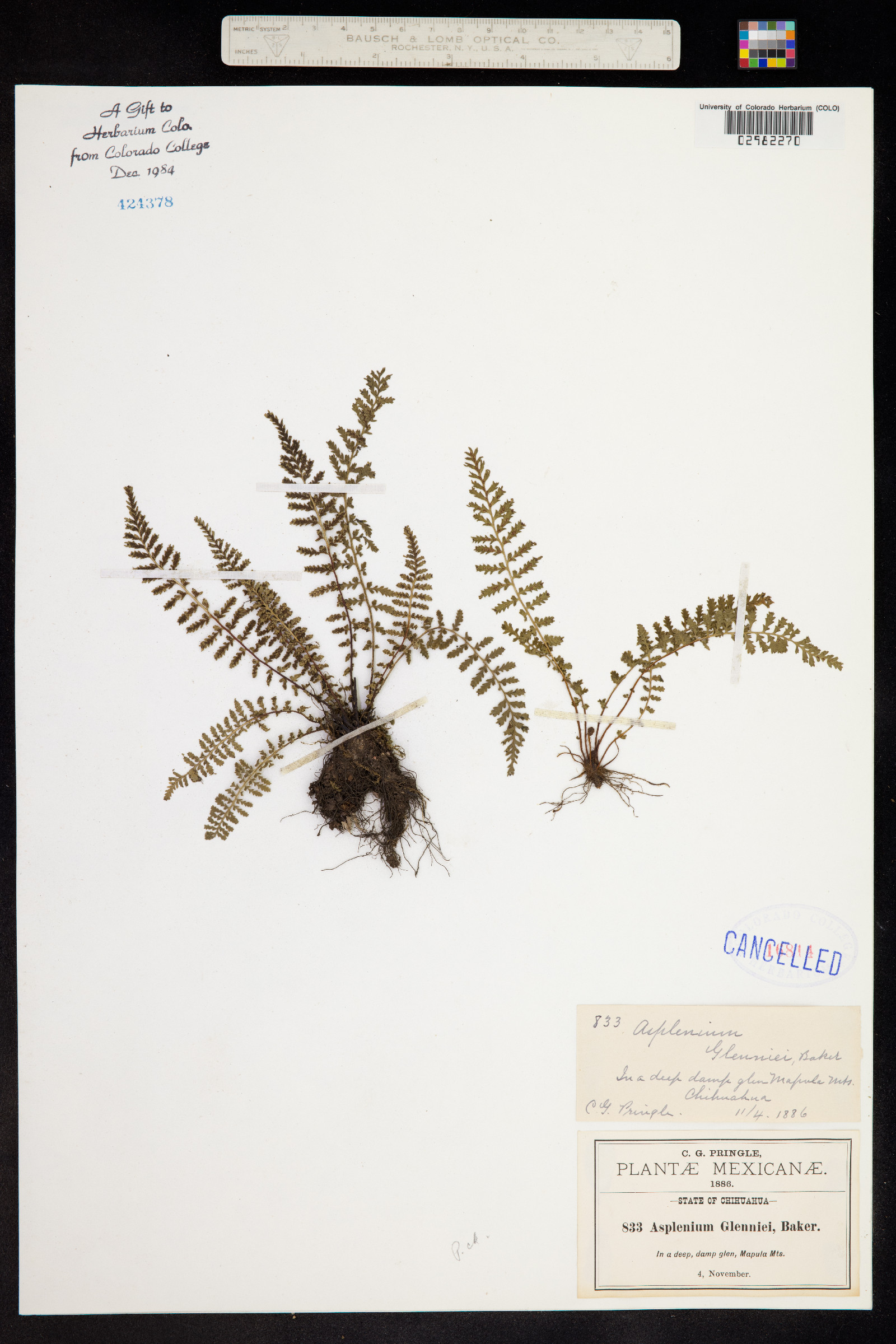 Asplenium exiguum image