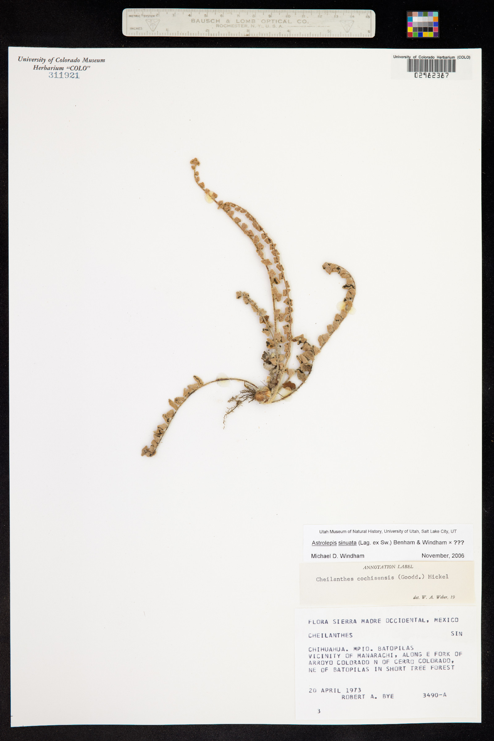 Astrolepis image