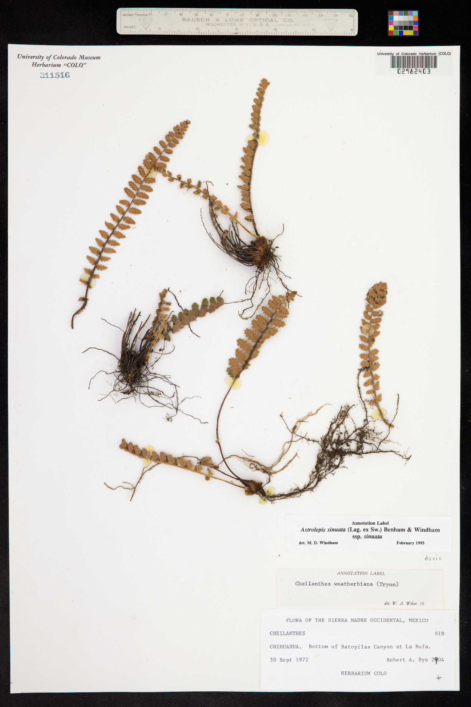 Astrolepis sinuata image