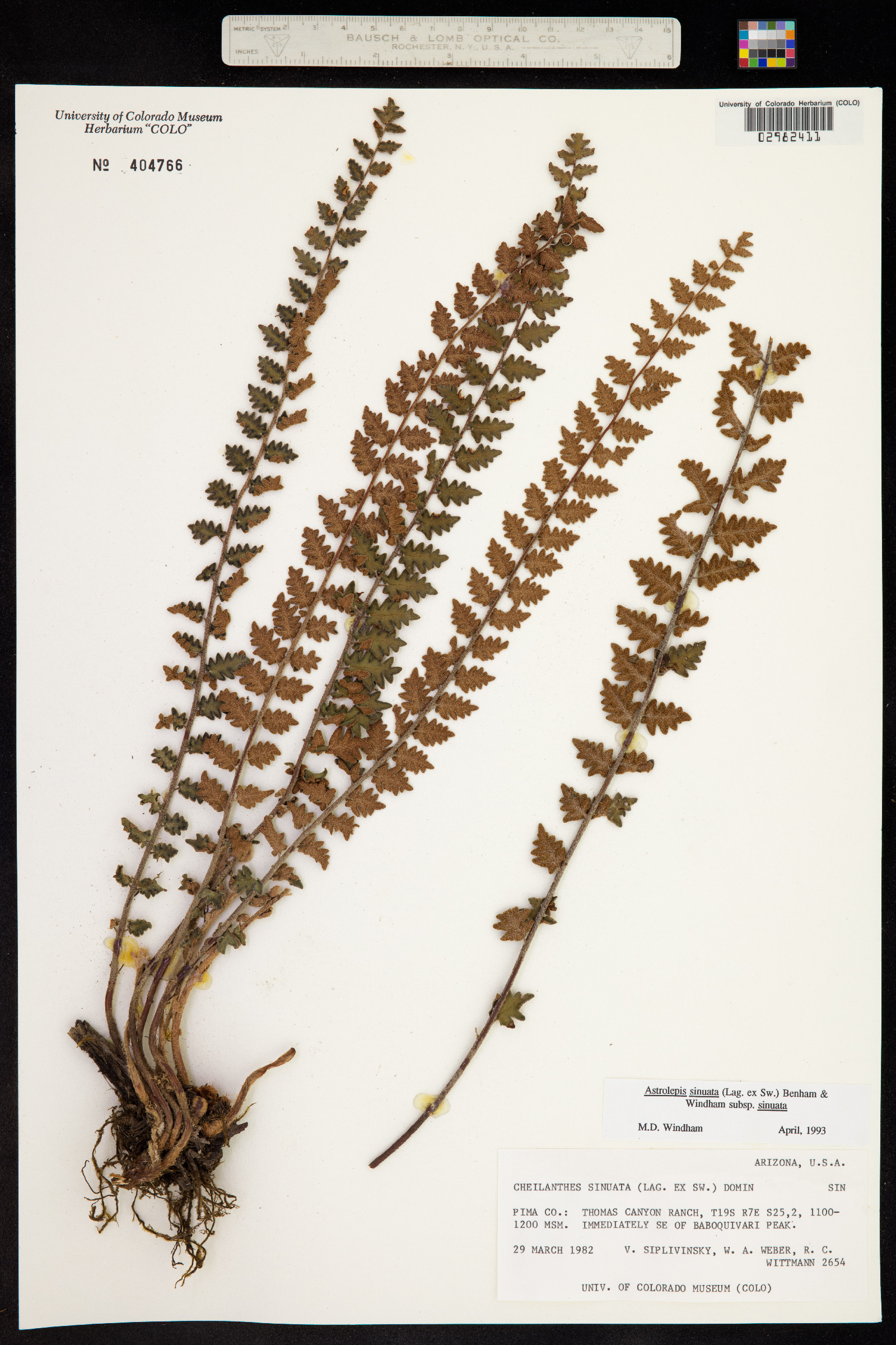 Astrolepis sinuata image